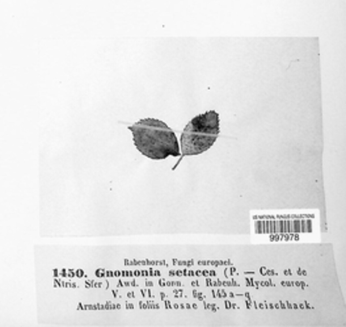 Ophiognomonia setacea image